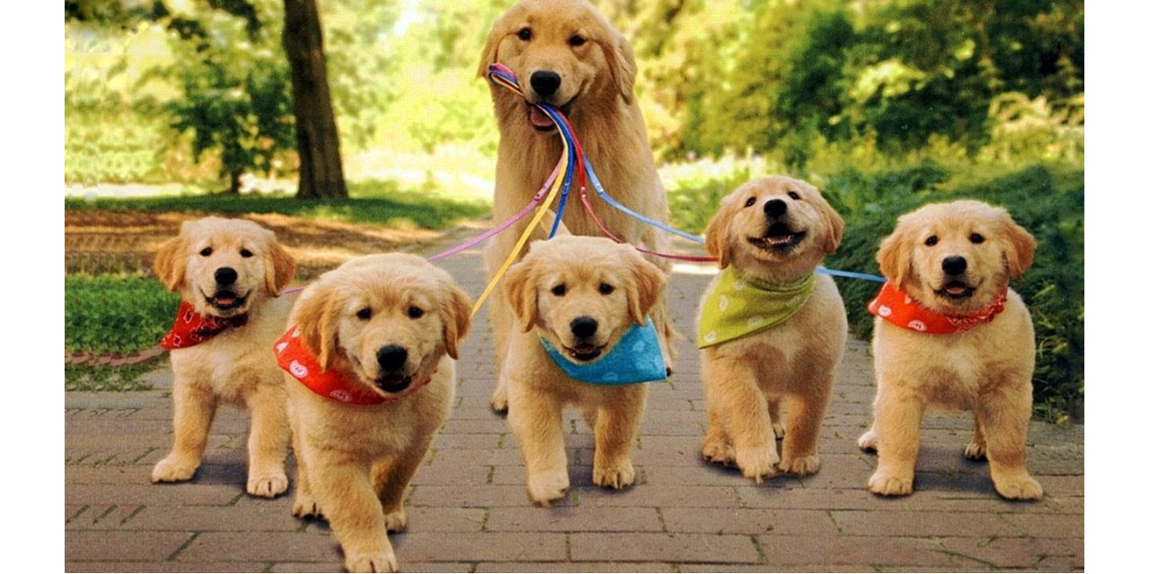 今日から動物愛護週間 スタッフblog ロンドスクールmax成増 Rondo Sports Web